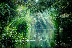 Roundtrip Manaus (Amazon River)